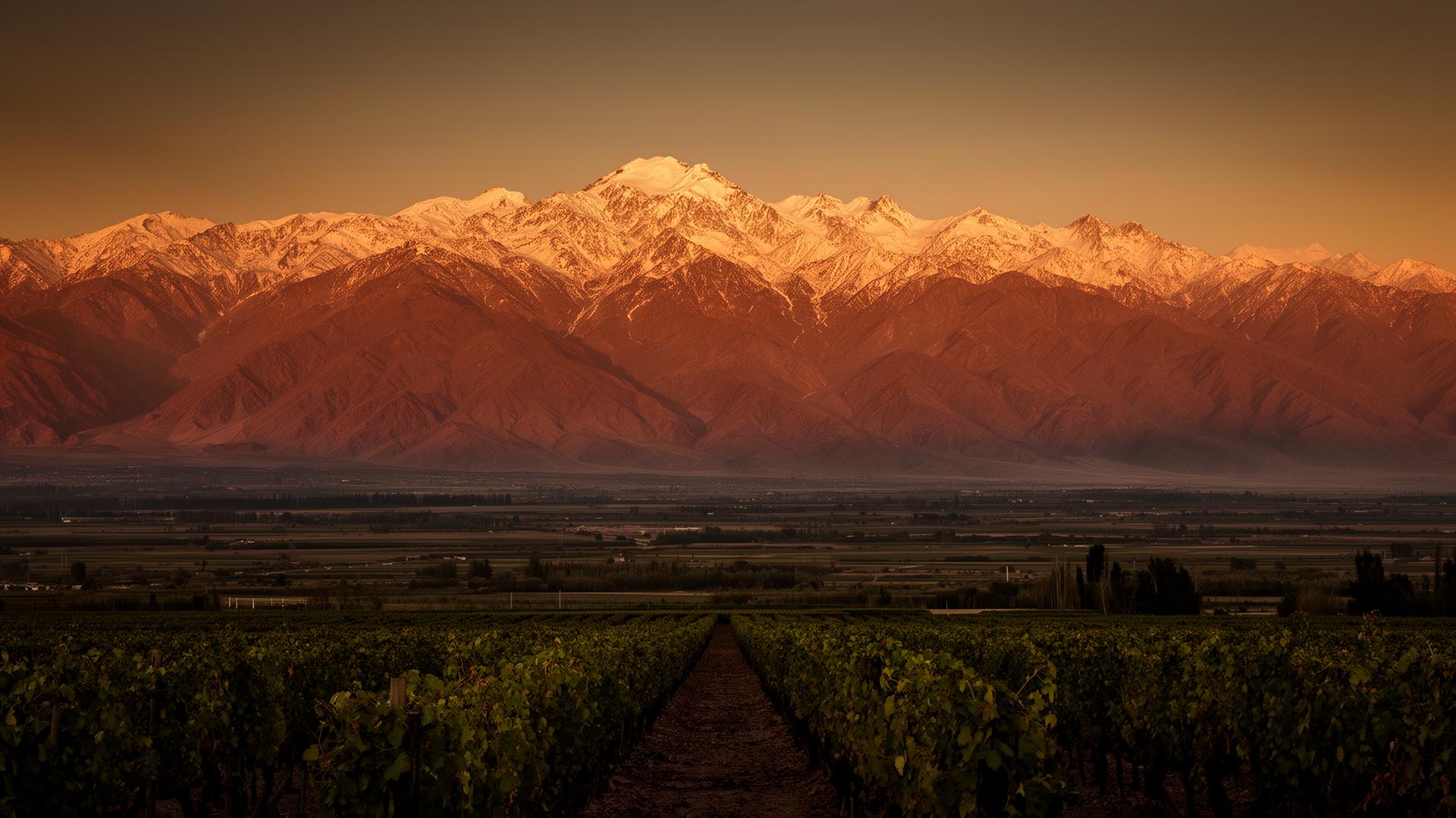 Vinhedos ao pé dos Andes em Mendoza